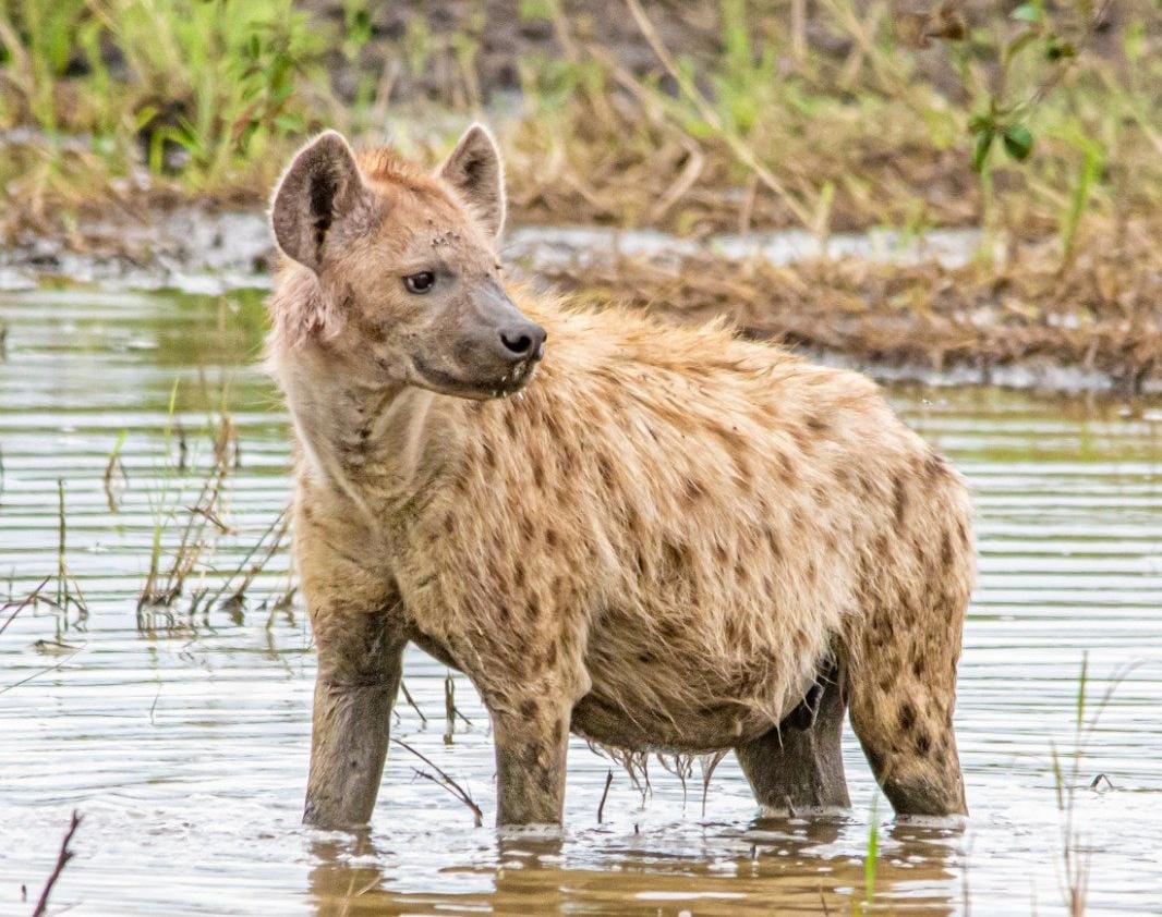 File image of a hyena.